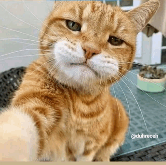 a cat taking a selfie with a caption that says duhreceh