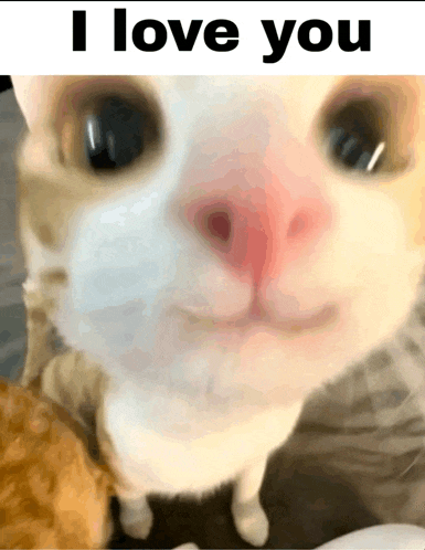 a close up of a cat with the words " i love you " above it