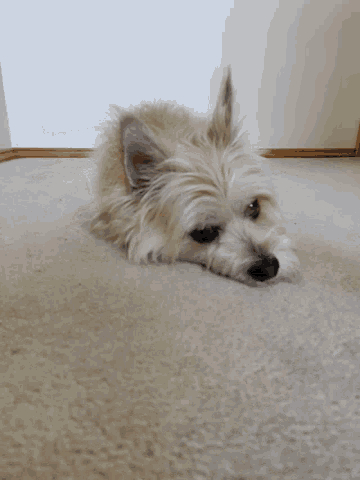a small white dog leaning against a white wall