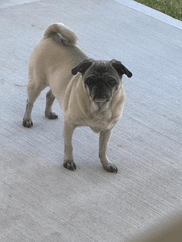 a pug dog is standing on a concrete sidewalk