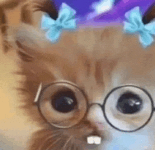 a cat wearing glasses and bows on its head .