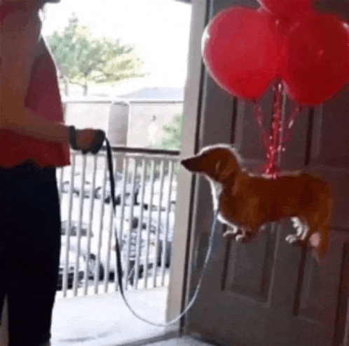 a dachshund on a leash is flying through the air in front of balloons .