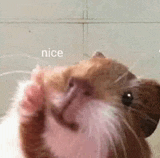 a close up of a hamster 's face with the words `` nice '' written on it .