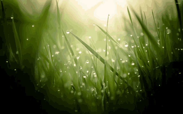 the sun is shining through the grass and the water drops are visible