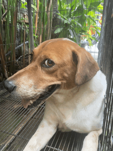 a brown and white dog is in a cage with its mouth open