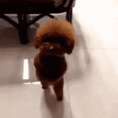 a small brown poodle is walking on a tiled floor in front of a chair .