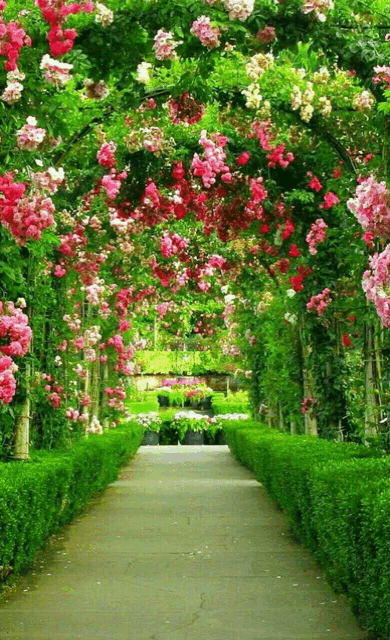 a path with pink and white flowers along the side