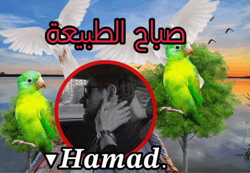 a man is surrounded by green parrots and the name hamad is on the bottom