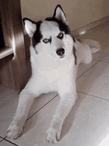 a husky dog is laying on a tiled floor and looking at the camera