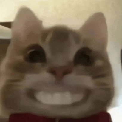 a close up of a cat wearing a bow tie and smiling at the camera .