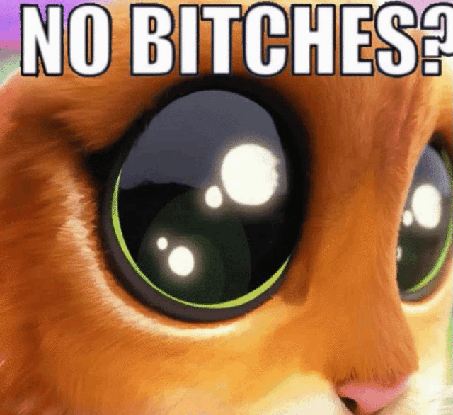 a close up of a cat with the words " no bitches " on it