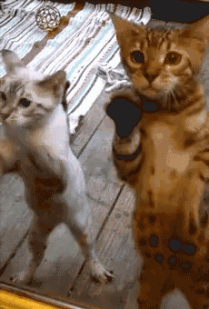 two cats are standing on their hind legs and looking at each other