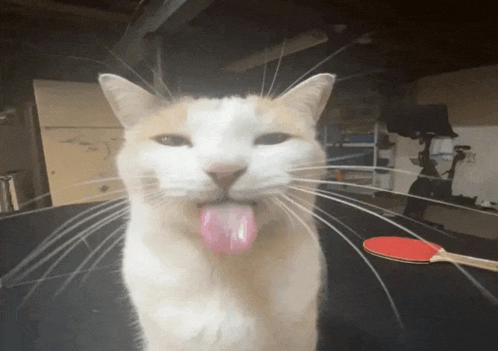 a cat sticking its tongue out in front of a table with a ping pong paddle