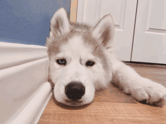 a husky puppy laying on a wood floor