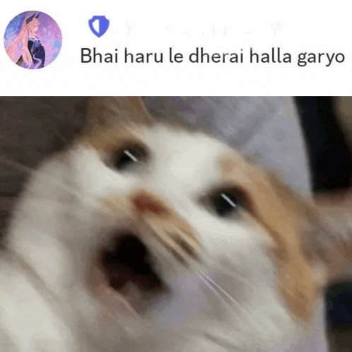 a picture of a cat with its mouth open and the words " bhai haru le dherai halla gary " below it