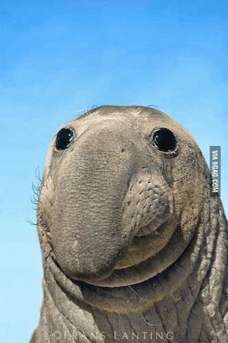 a close up of an elephant seal 's face with a blue sky in the background