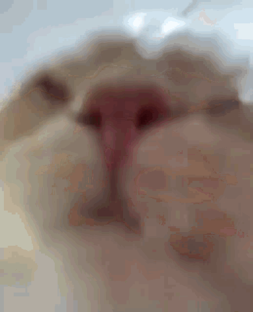 a close up of a cat 's nose and mouth .