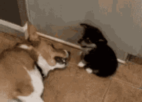 a dog and a kitten are playing on a tiled floor .