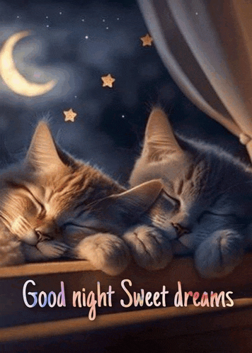 two cats are sleeping next to each other on a window sill with the words `` good night sweet dreams '' .