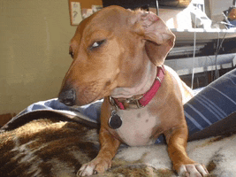 a brown dog wearing a red collar and a tag