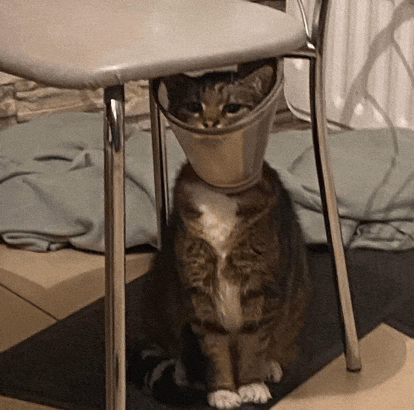 a cat with a bucket on its head is sitting under a chair