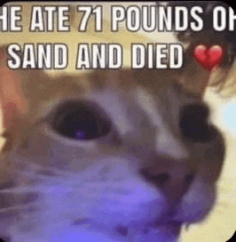 a cat is eating 71 pounds of sand and dying .