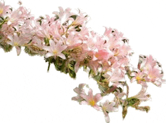 a bunch of pink flowers with leaves on a white background