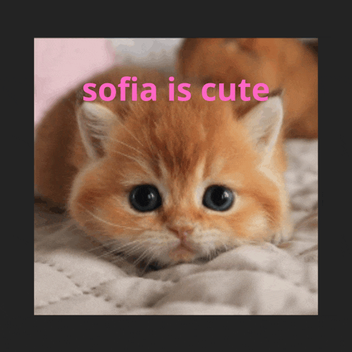 a picture of a kitten with the words sofia is cute on it