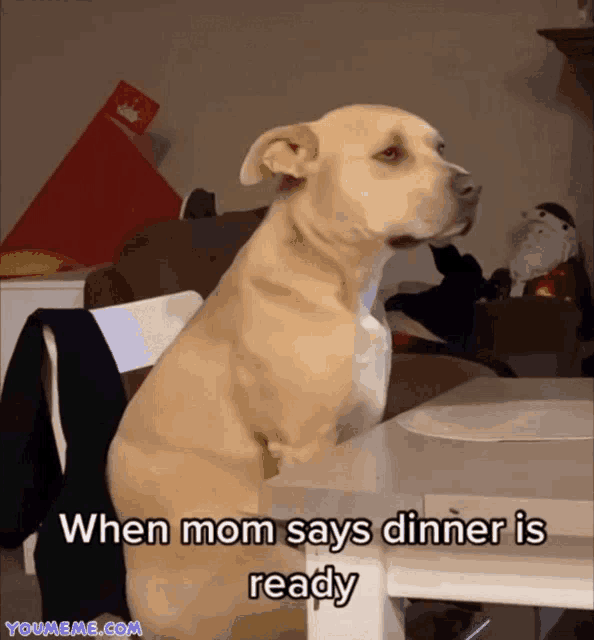 a dog sits at a table with a caption that says when mom says dinner is ready