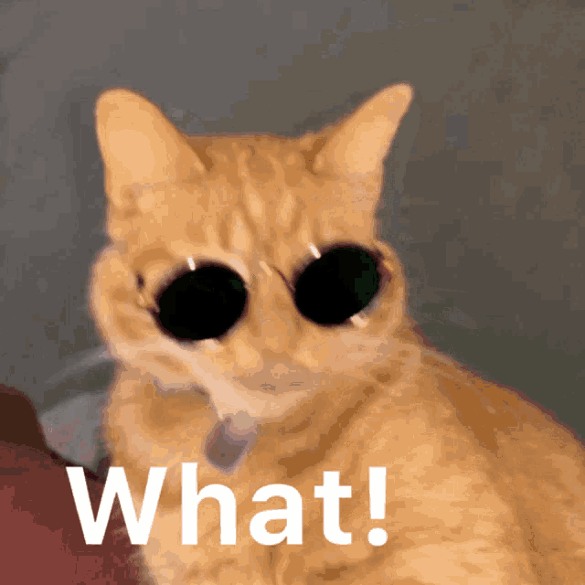 a cat wearing sunglasses says what in white