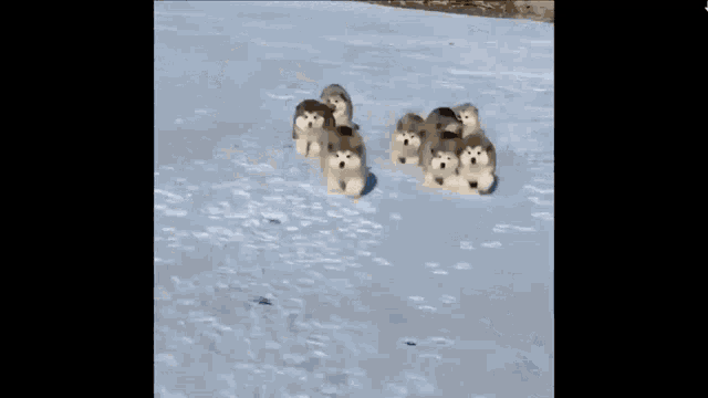 a group of husky puppies are running in the snow .