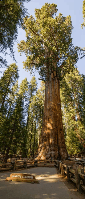 a large tree with a sign that says general sherman in front of it