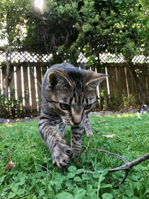 a cat playing with a stick in the grass in front of a fence