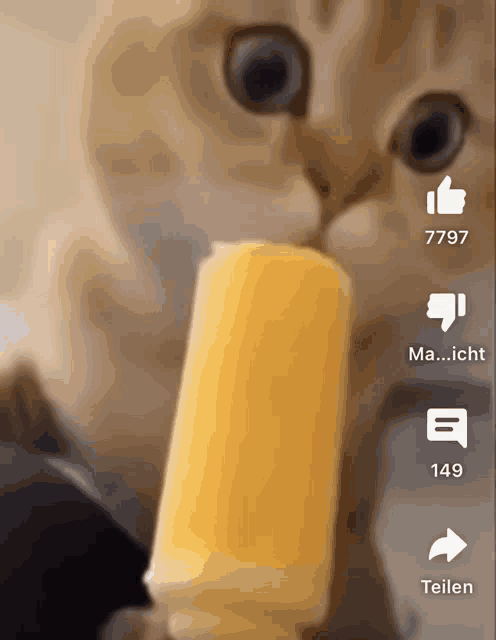 a close up of a cat eating a popsicle with the numbers 7797 and 149 visible