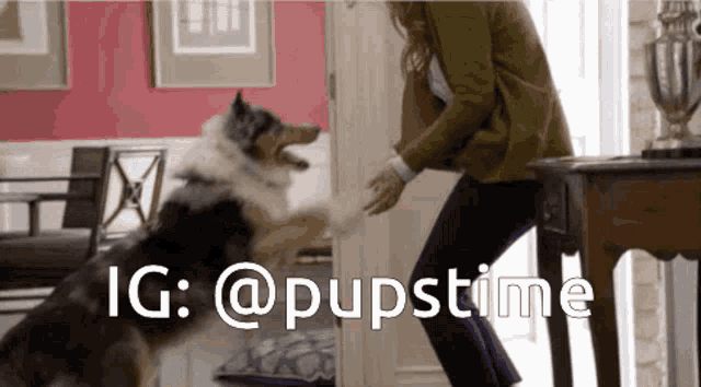 a woman is playing with a dog in a living room with the hashtag @pupstime on the bottom
