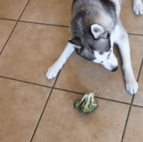 a husky dog is playing with a small piece of broccoli on the floor .