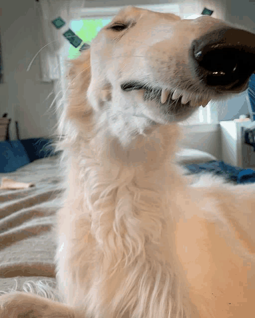 a white dog laying on a bed with its mouth open and teeth showing