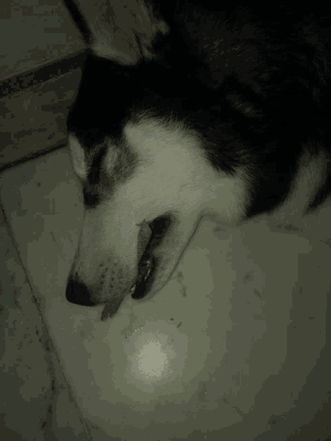 a black and white dog laying on a tile floor with a yellow object in its mouth