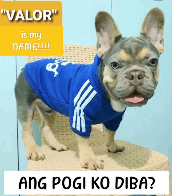 a dog wearing a blue shirt that says " valor " is standing on a chair