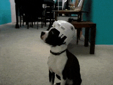 a black and white dog wearing a white helmet