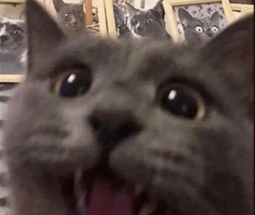 a close up of a cat 's face with its mouth open in front of a picture frame .