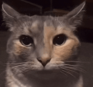 a close up of a cat 's face with a gray and tan color