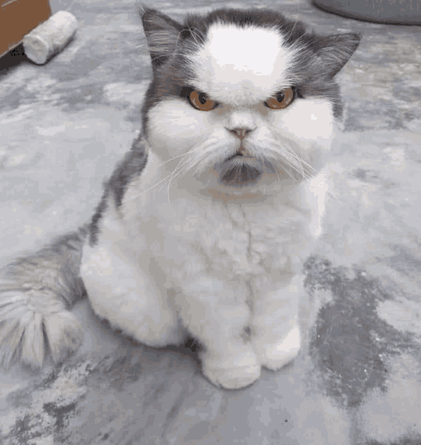 a black and white cat with a very angry look on his face