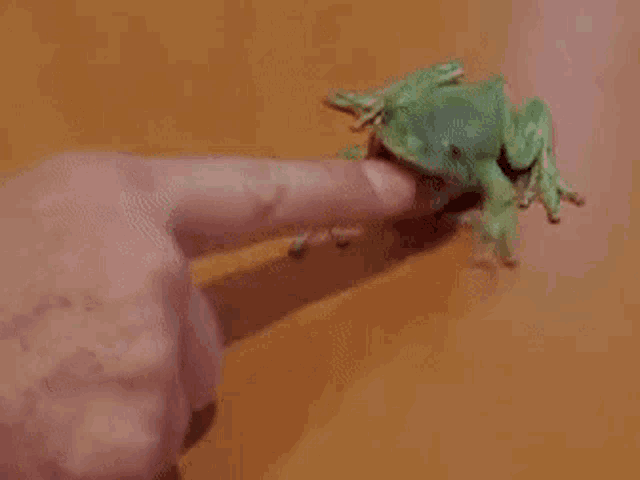 a person is touching a frog with their finger on a table .