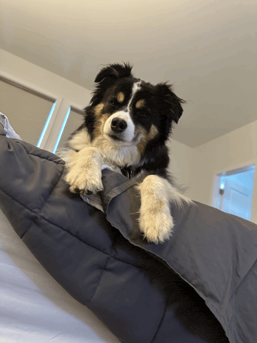 a black and white dog laying on top of a gray blanket