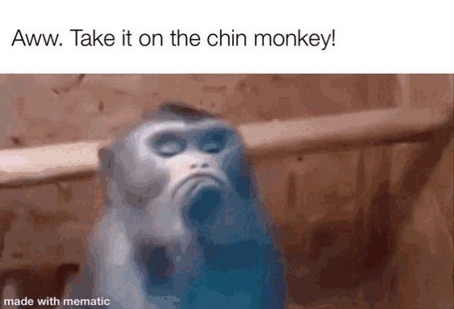 a monkey is making a funny face with the caption aww take it on the chin monkey !