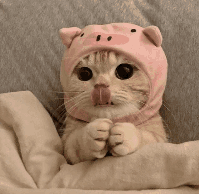 a cat wearing a pink pig hat licking its lips