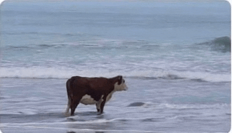 a cow is standing on the beach in the ocean .