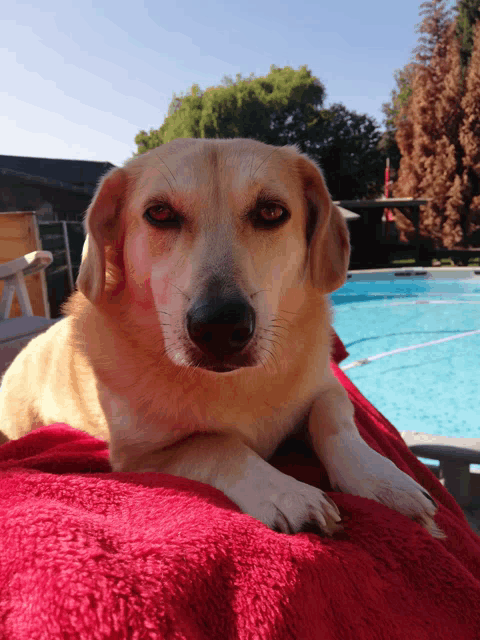 a dog is laying on a red blanket near a pool