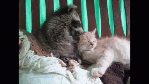 a raccoon is licking a kitten 's face while laying on a bed